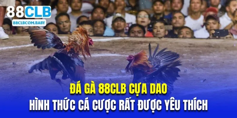 Đá gà 88CLB cựa dao là hình thức cá cược rất được yêu thích