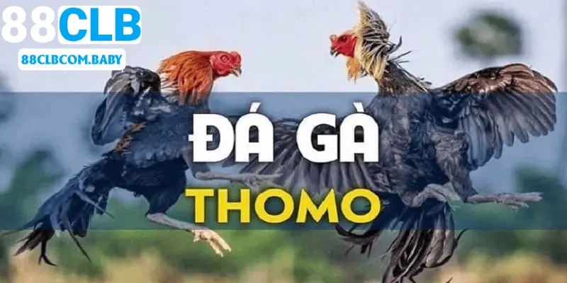 Đá Gà Thomo 88CLB - Lựa Chọn Cá Cược Đỉnh Cao Cho Sư Kê