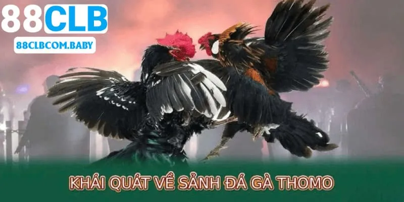 Hiểu nhiều hơn về đá gà Thomo qua thông tin chi tiết