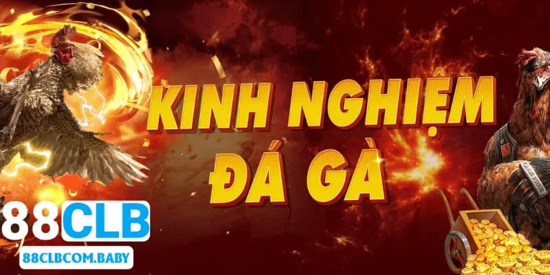 Kinh nghiệm nên nhớ khi tham gia chọi kê Thomo