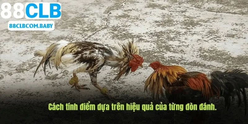 Cách tính điểm thắng thua trong chọi kê Thomo 