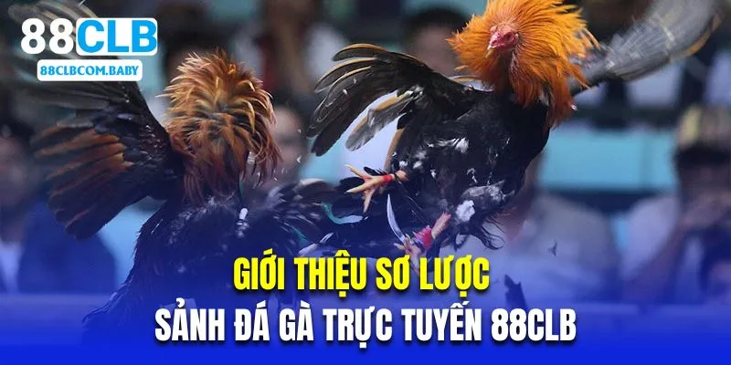 Giới thiệu sơ lược về sảnh chọi kê trực tuyến 88CLB