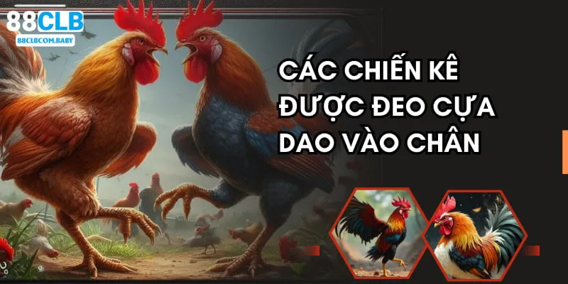 Các chiến kê sẽ được đeo cựa dao vào chân trước khi lên sới đấu