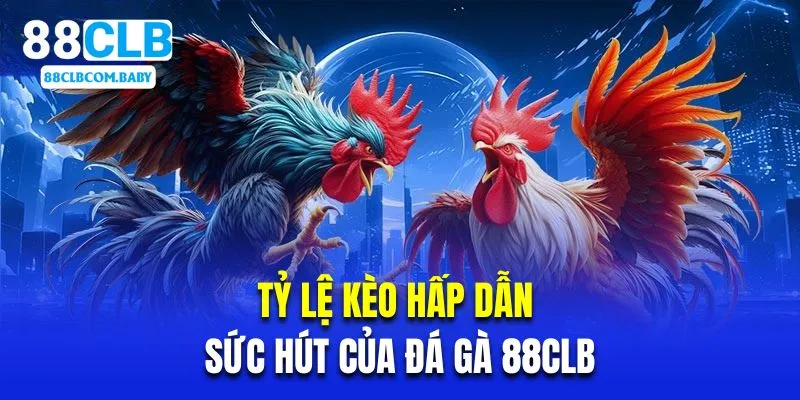 Tỷ lệ kèo hấp dẫn là sức hút của đá gà 88CLB